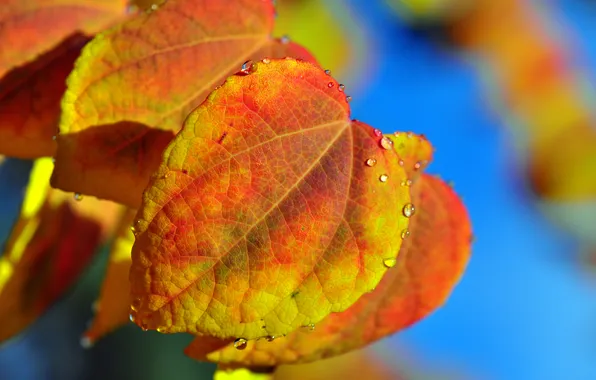 Картинка осень, небо, лист, роса, капля