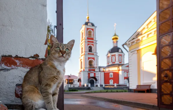 Картинка кошка, кот, церковь, котейка, Илья Гарбузов