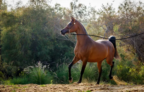 Картинка конь, лошадь, грация, позирует, арабский