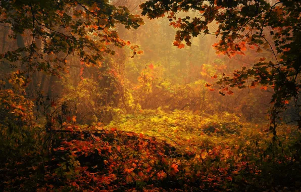 Картинка осень, лес, digital painting