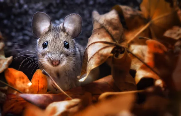 Картинка осень, листва, мышка
