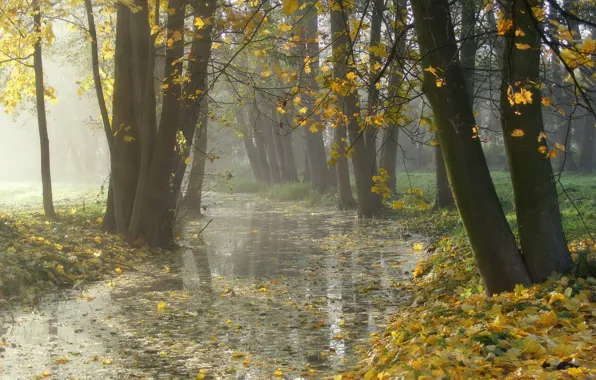Картинка осень, листья, природа, туман, парк