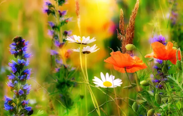Картинка лето, цветы, природа