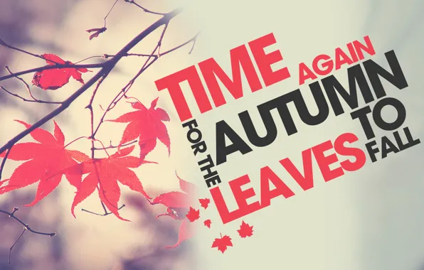 Осень, листья, ветка, время года, Time to Fall