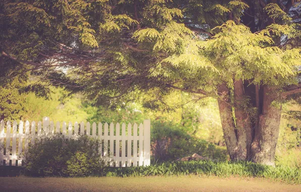 Summer, tree, fence, sunlight, sunny, backyard