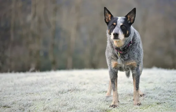 Взгляд, собака, australian cattle dog