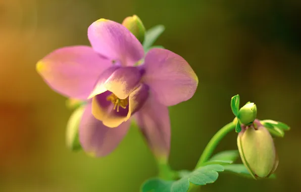 Картинка цветок, природа, растение