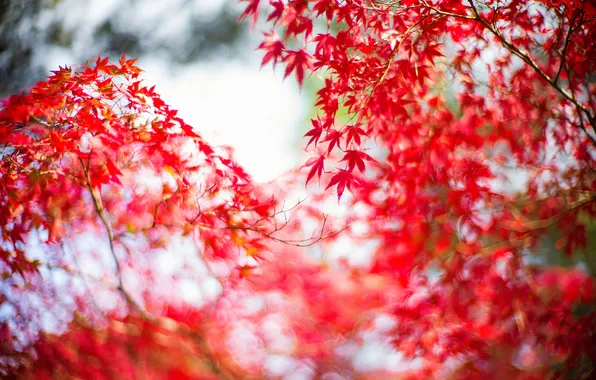 Осень, листья, ветки, дерево, японский клен