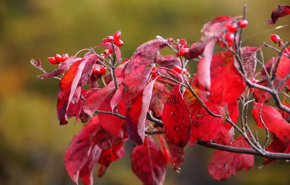 Картинка осень, листья, ягоды, ветка, красные