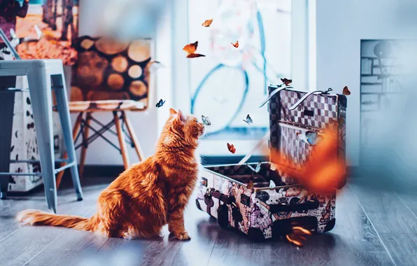Кошка, кот, взгляд, морда, бабочки, комната, рыжий, картины