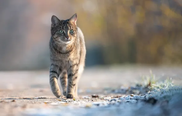 Дорога, кошка, кот, взгляд, свет, природа, серый, прогулка