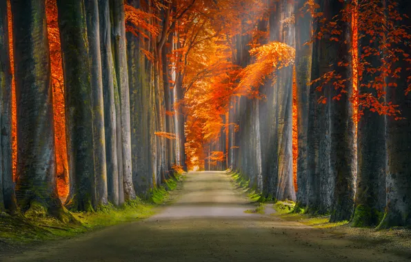 Картинка дорога, осень, лес, листья, деревья, ветки, парк, аллея