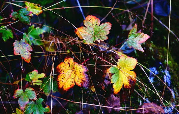 Осень, листья, краски, композиция