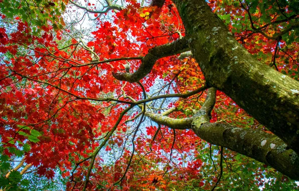 Осень, ветки, дерево, клён