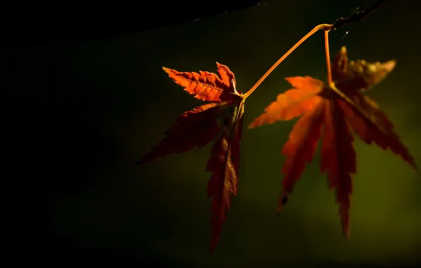 Осень, листья, природа, фон