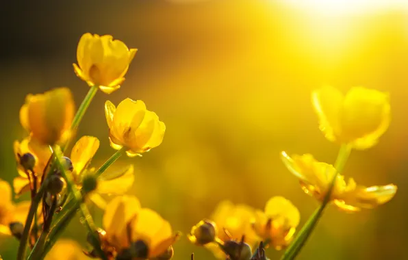 Картинка солнце, цветы, весна, тюльпаны, bokeh