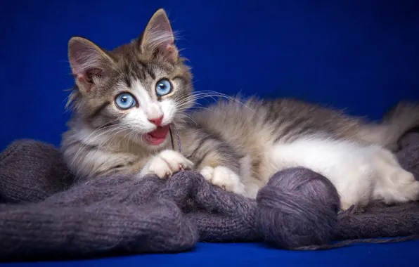 Язык, кошка, кот, синий, клубок, котенок, серый, фон