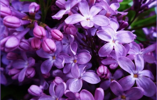 Фиолетовый, цветы, сиреневый, май, сирень