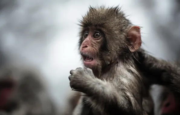 Взгляд, природа, обезьяна
