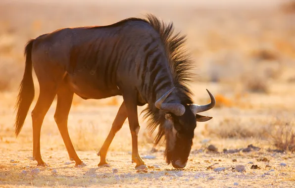 Картинка dawn, eating, Wildebeest