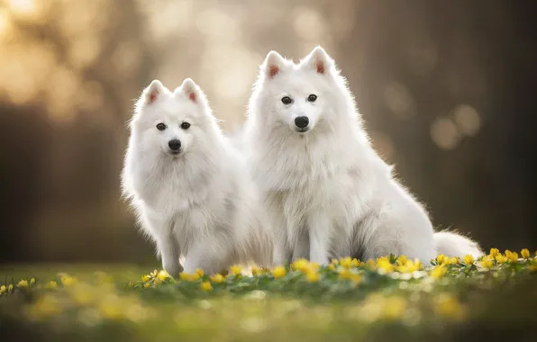 Картинка цветы, парочка, боке, две собаки, Японский шпиц