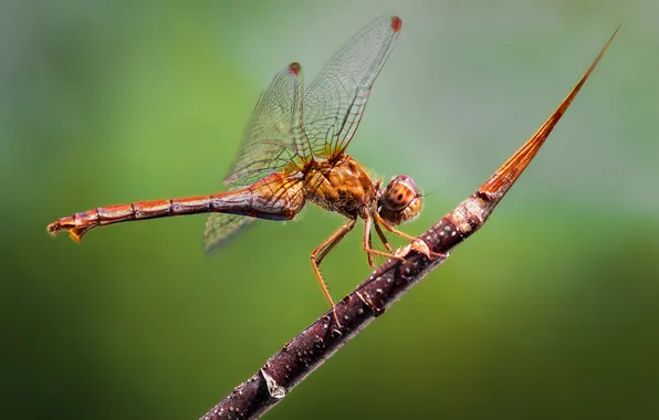 Flying, dragonfly, insect