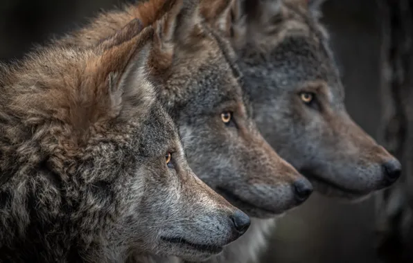 Картинка nature, predator, animal, wolf, wildlife, portrait, portrait., Canis lupus. face