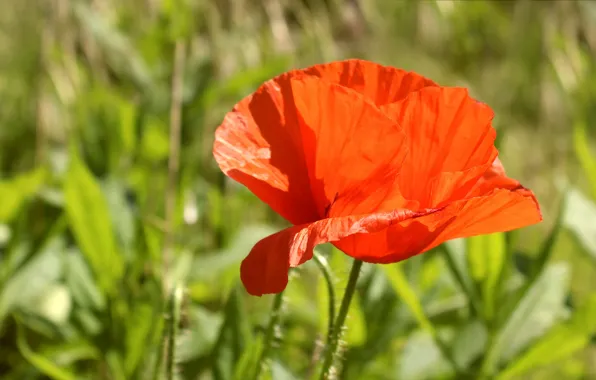 Red, flower, poppy, blooming