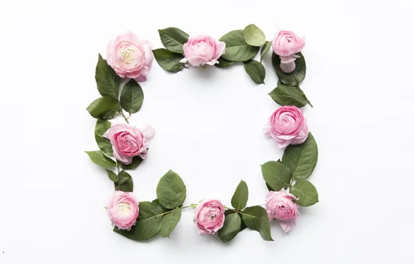Цветы, розовые, pink, flowers, пионы, peonies, frame, floral