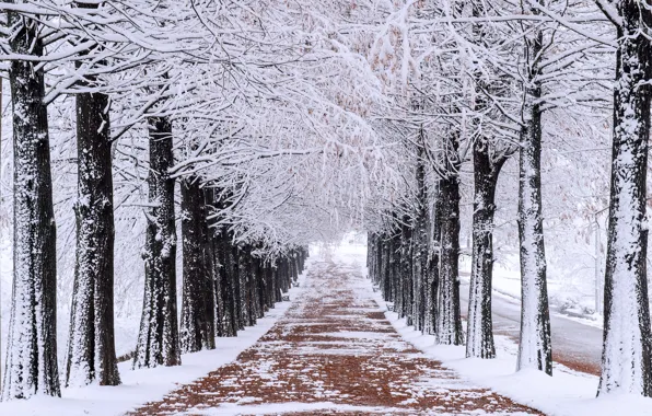 Зима, снег, деревья, парк, аллея, trees, landscape, park