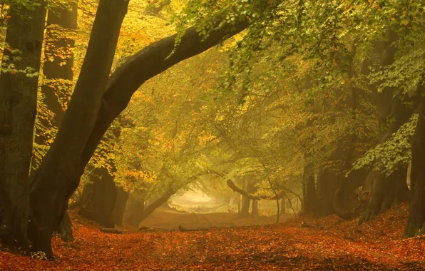 Осень, пейзаж, парк