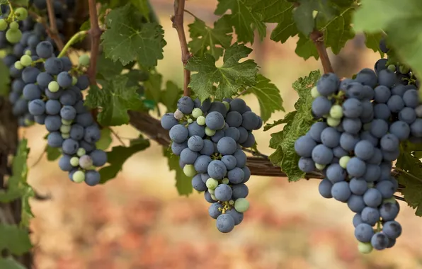 Виноград, гроздья, лоза