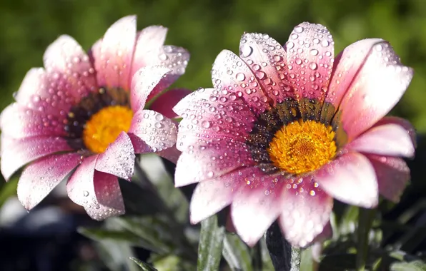 Purple, White, Yellow, Daisy, Dew