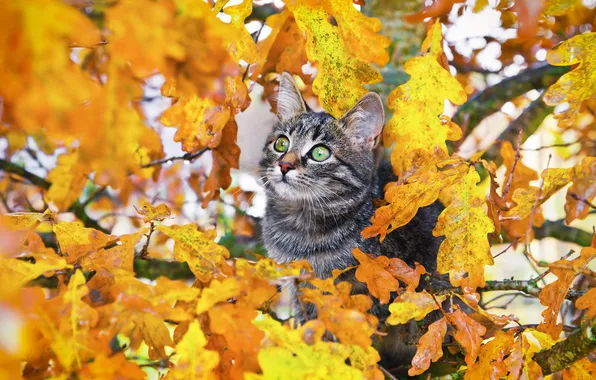 Осень, кошка, взгляд, поза, котенок, листва, мордашка
