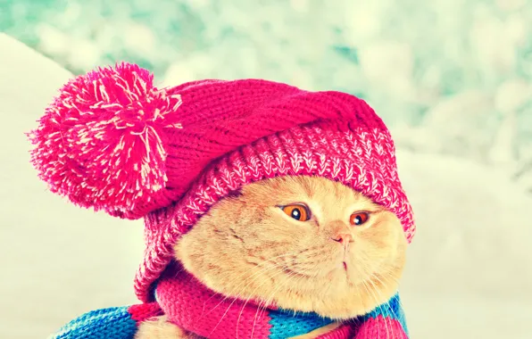 Картинка кошка, кот, шапка, шарф