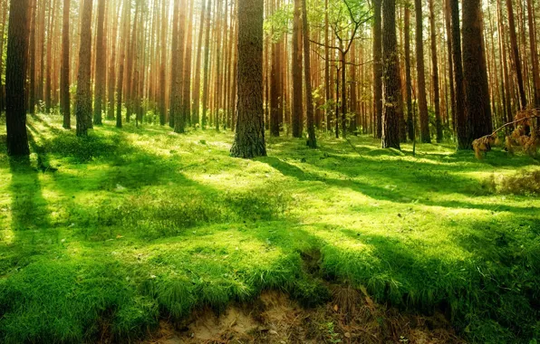 Картинка зелень, лес, трава, лучи, свет, деревья, обрыв, стволы