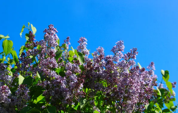 Flower, spring, lilac, twigs, blooming