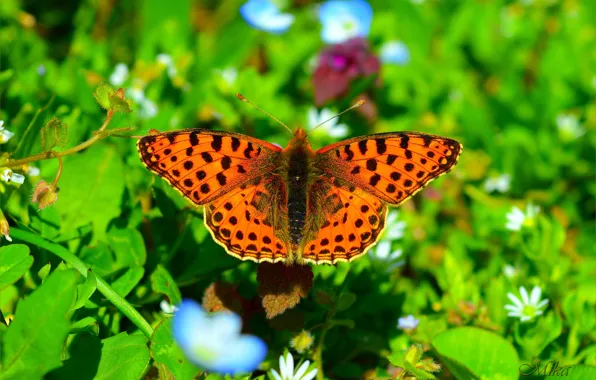 Картинка Макро, Бабочка, Macro, Butterfly