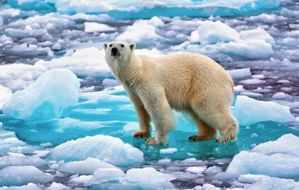 Картинка снег, лёд, Норвегия, белый медведь, полярный медведь, северный медведь
