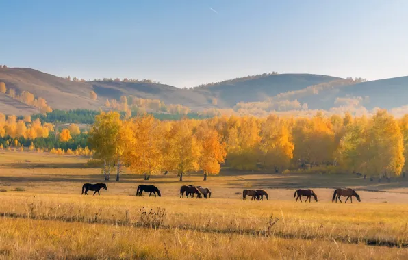 Поле, осень, пейзаж, природа, кони