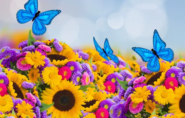 Картинка бабочки, подсолнухи, весна, colorful, butterfly, beautiful, боке, астры