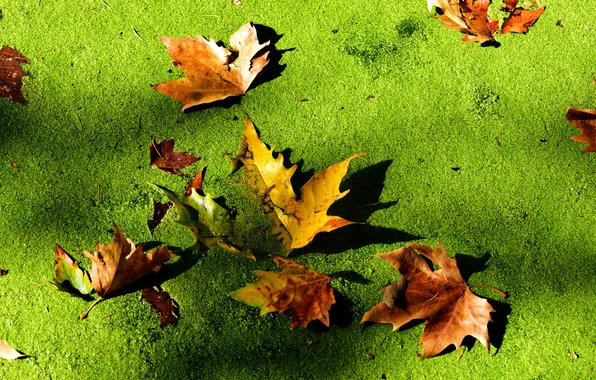 Осень, листья, макро, болото, тина