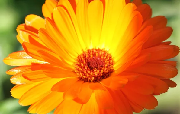 Картинка цветок, макро, оранжевый, лепестки