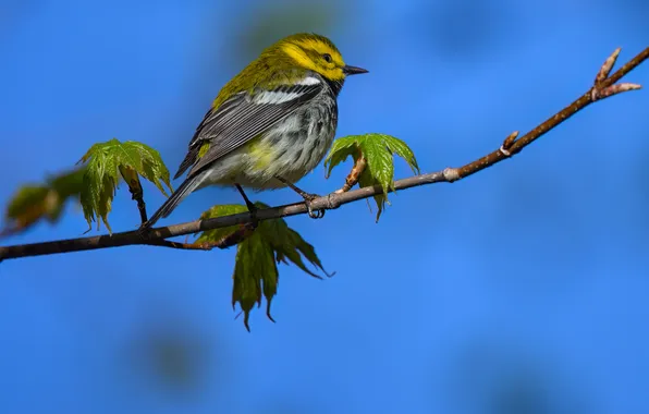 Картинка боке, Камышевка, небольшая птичка, птица на ветке, Black-throated green warbler
