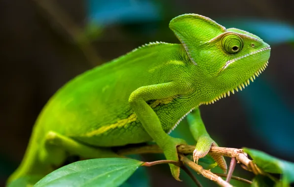 Green, rainforest, chameleons