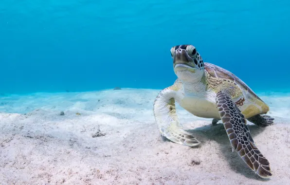 Море, вода, фон, голубой, черепаха, дно, подводный мир, морская черепаха