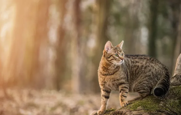 Лес, кошка, кот, взгляд, свет, поза, парк, серый