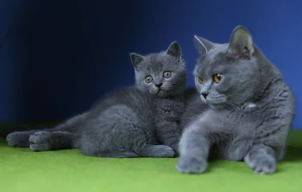 Кошка, кошки, фон, котёнок, лежат, британские