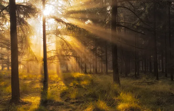 Картинка осень, лес, лучи, свет, Нидерланды, солнца, Октябрь, провинция Дренте