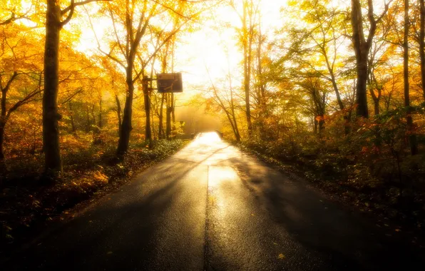 Дорога, осень, лес, свет